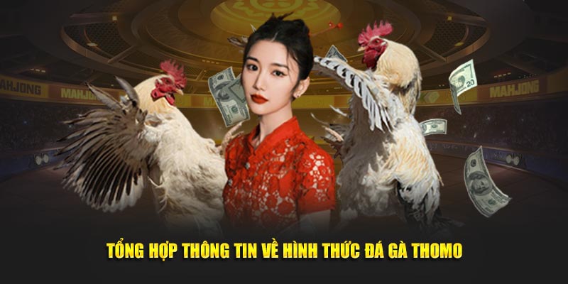 Những loại hình chọi gà thomo cuốn hút khó cưỡng