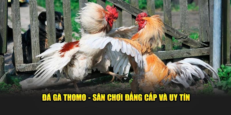 Tổng quan sơ lược về chọi kê thomo siêu hấp dẫn