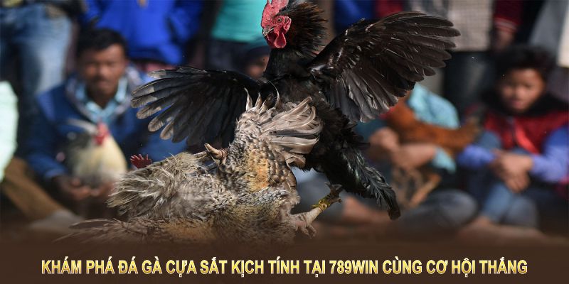 Khám phá đá gà cựa sắt kịch tính tại 789WIN cùng cơ hội thắng